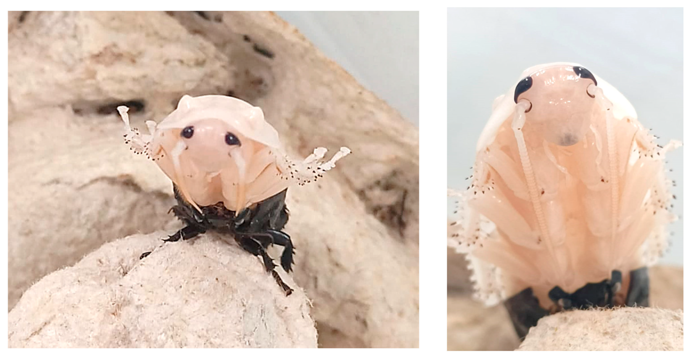 Cockroaches as an Emerging Invertebrate Model in Bioscience Research ...