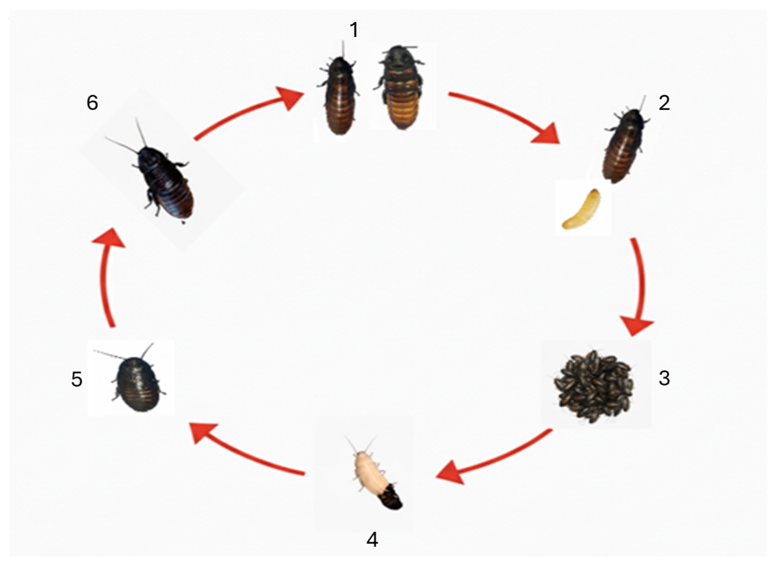 Cockroaches as an Emerging Invertebrate Model in Bioscience Research ...