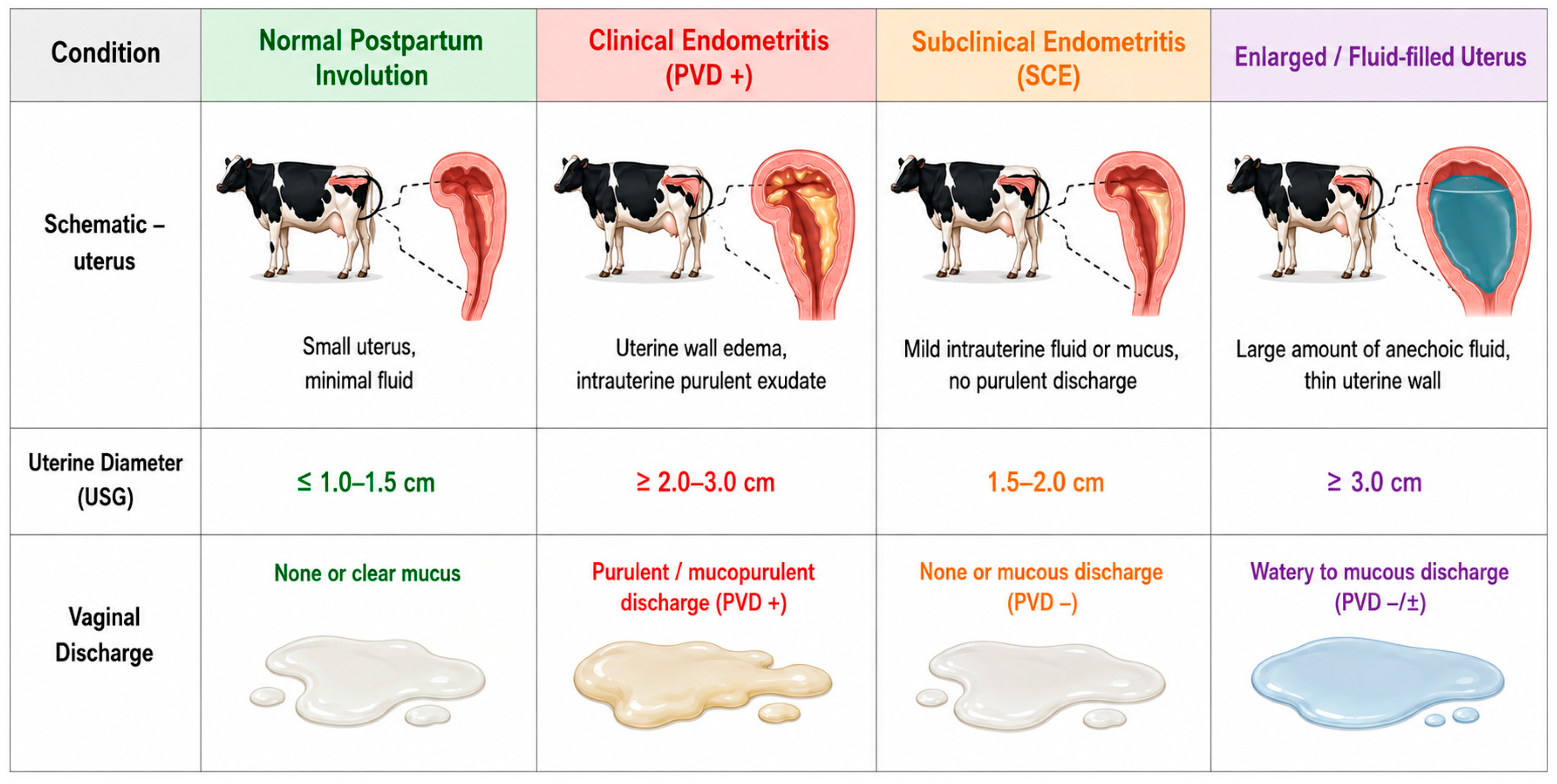 Pyometra Cow Bovine Uterine Microbiota and Endometritis: Ecological Characteristics ...