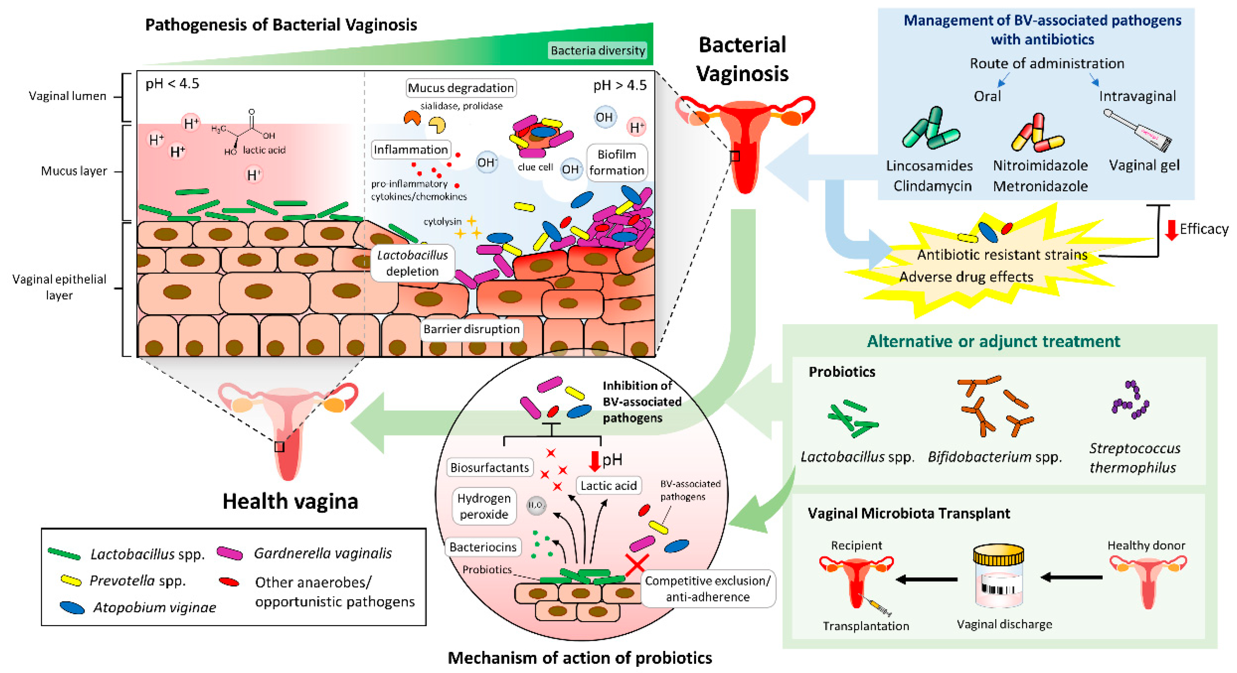 Antibiotics Free Full-Text Finding a Balance in the Vaginal Microbiome How Do We Treat and Prevent the Occurrence of Bacterial Vaginosis?