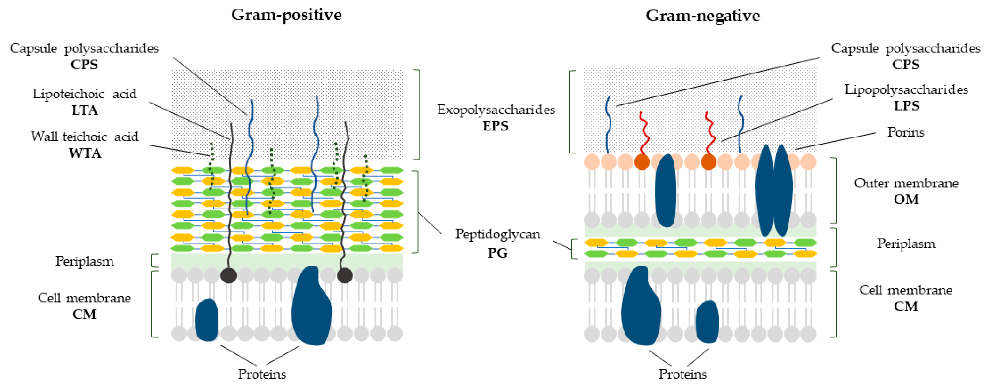 L-form conversion in Gram-positive bacteria enables escape from phage  infection