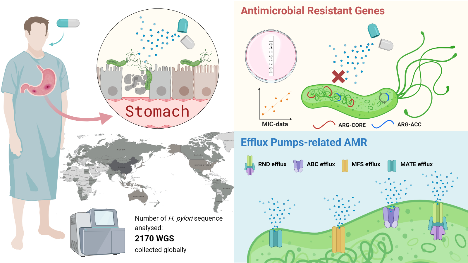 Antibiotics Free Full-Text Global Antimicrobial Resistance Gene Study of Helicobacter pylori Comparison of Detection Tools, ARG and Efflux Pump Gene Analysis, Worldwide Epidemiological Distribution, and Information Related to the Antimicrobial ...