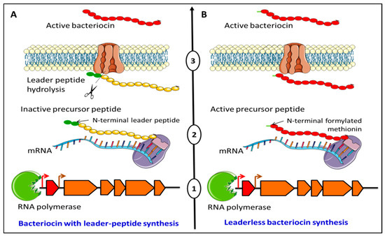 A Review On Enterocin DD14, The Leaderless Two-Peptide Bacteriocin With ...