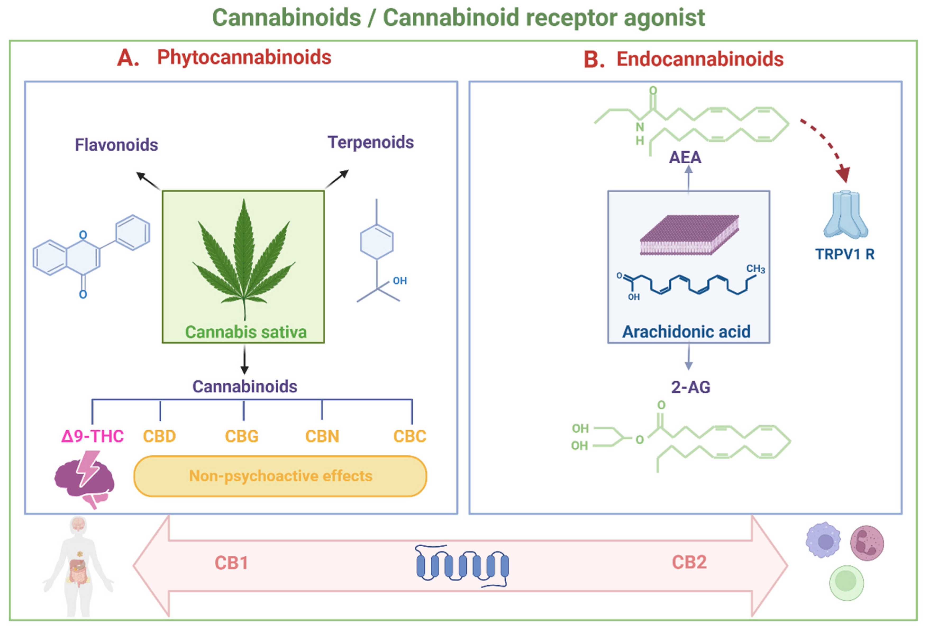 Can You Take CBD While on Amoxicillin: Safety Insights