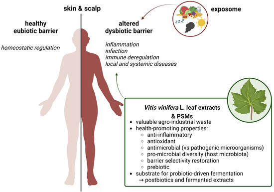 Vitis vinifera L Leaf Extract a Microbiota Green Ally against  