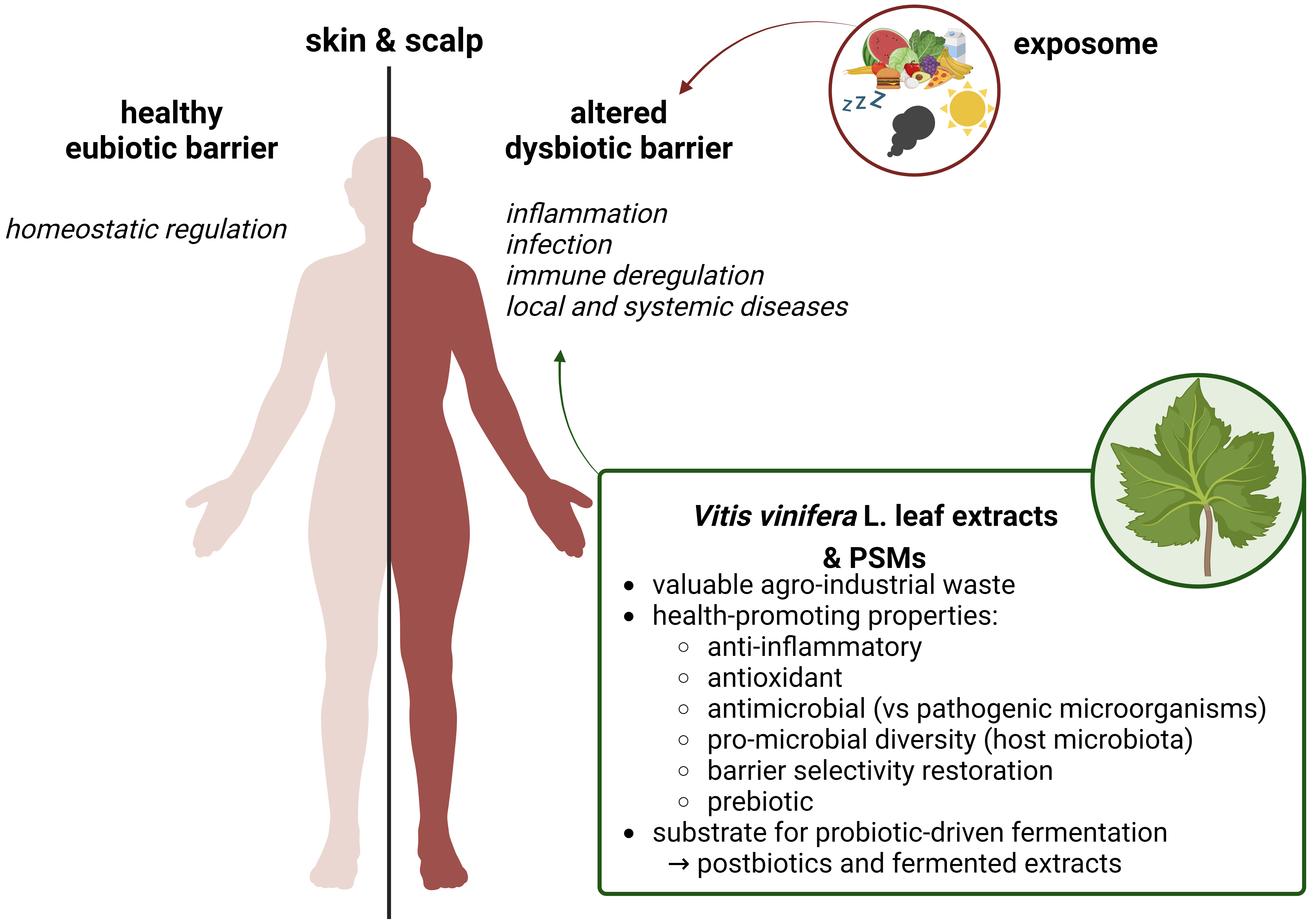 Vitis vinifera L Leaf Extract a Microbiota Green Ally against  