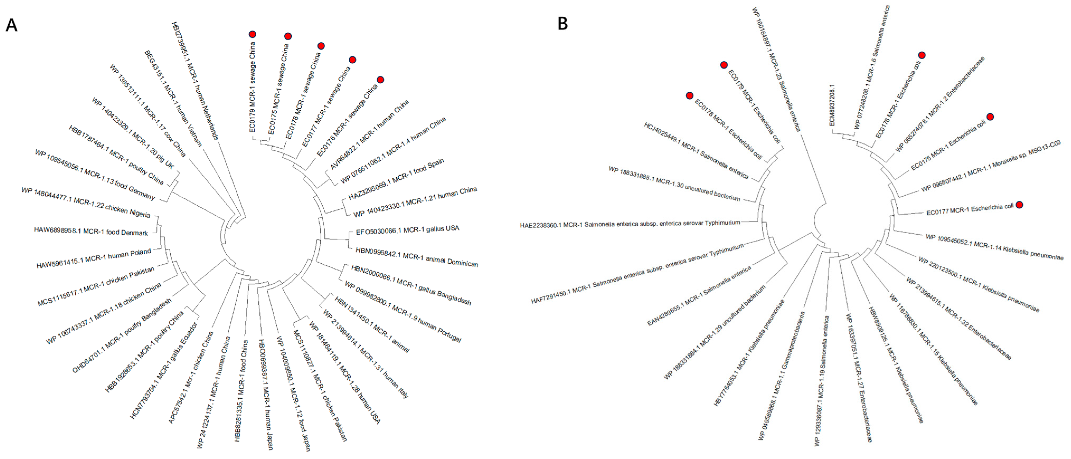 Characterization of an Escherichia coli ST156 Isolate Harboring an ...