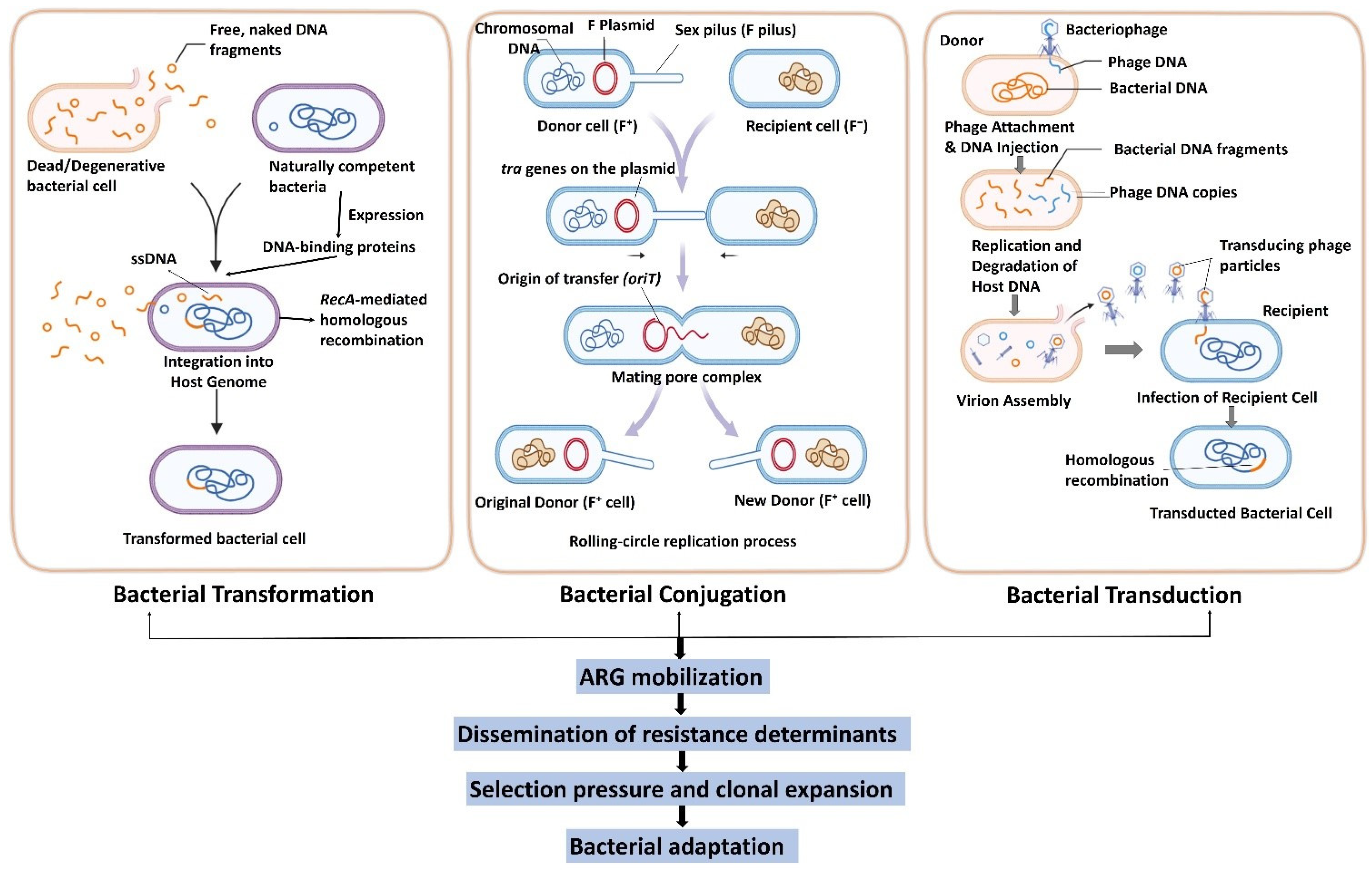 Mobile Genetic Elements as Central Drivers of Antimicrobial Resistance ...