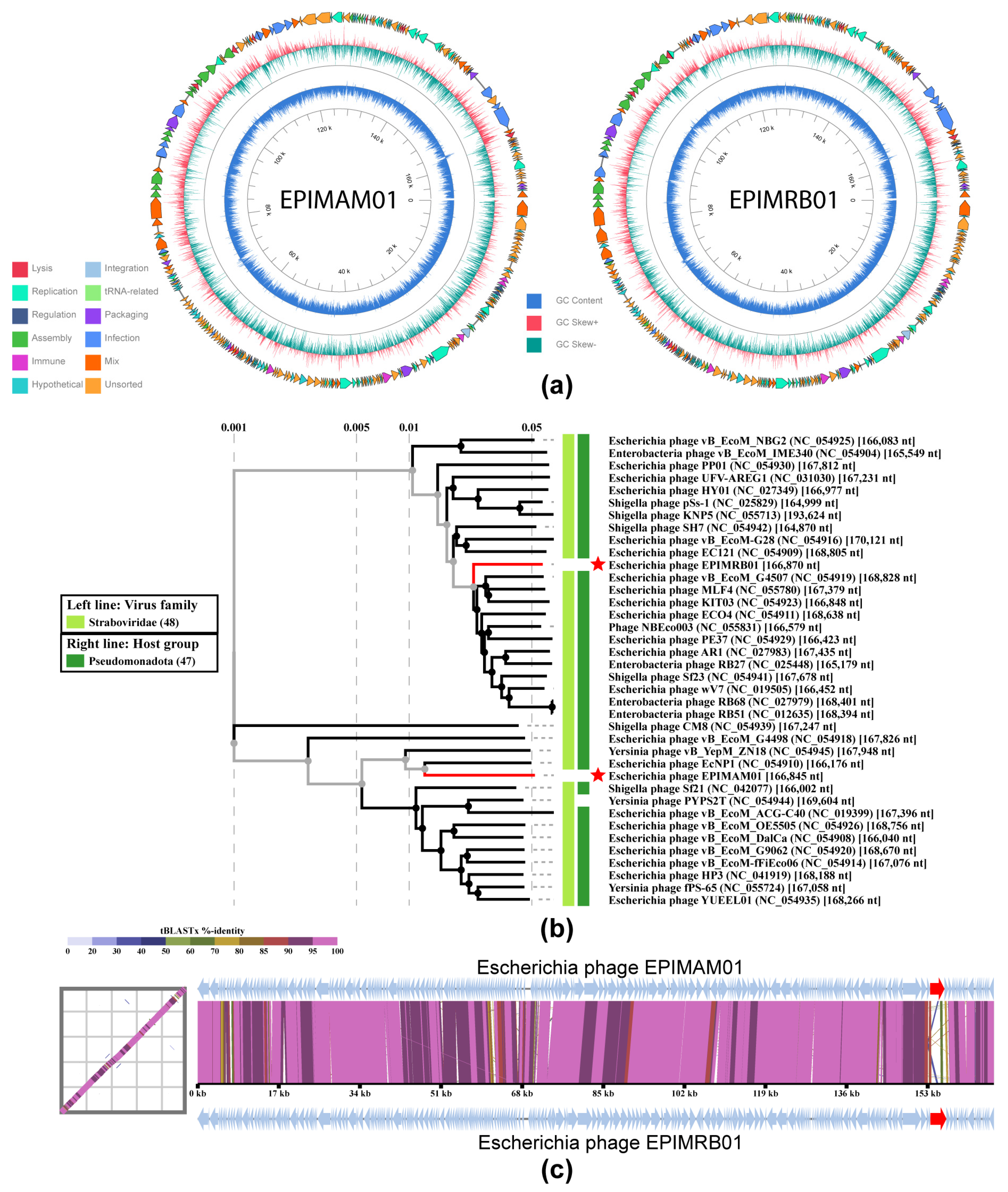 Comparative Genomic and Functional Characterization of Two Lytic ...