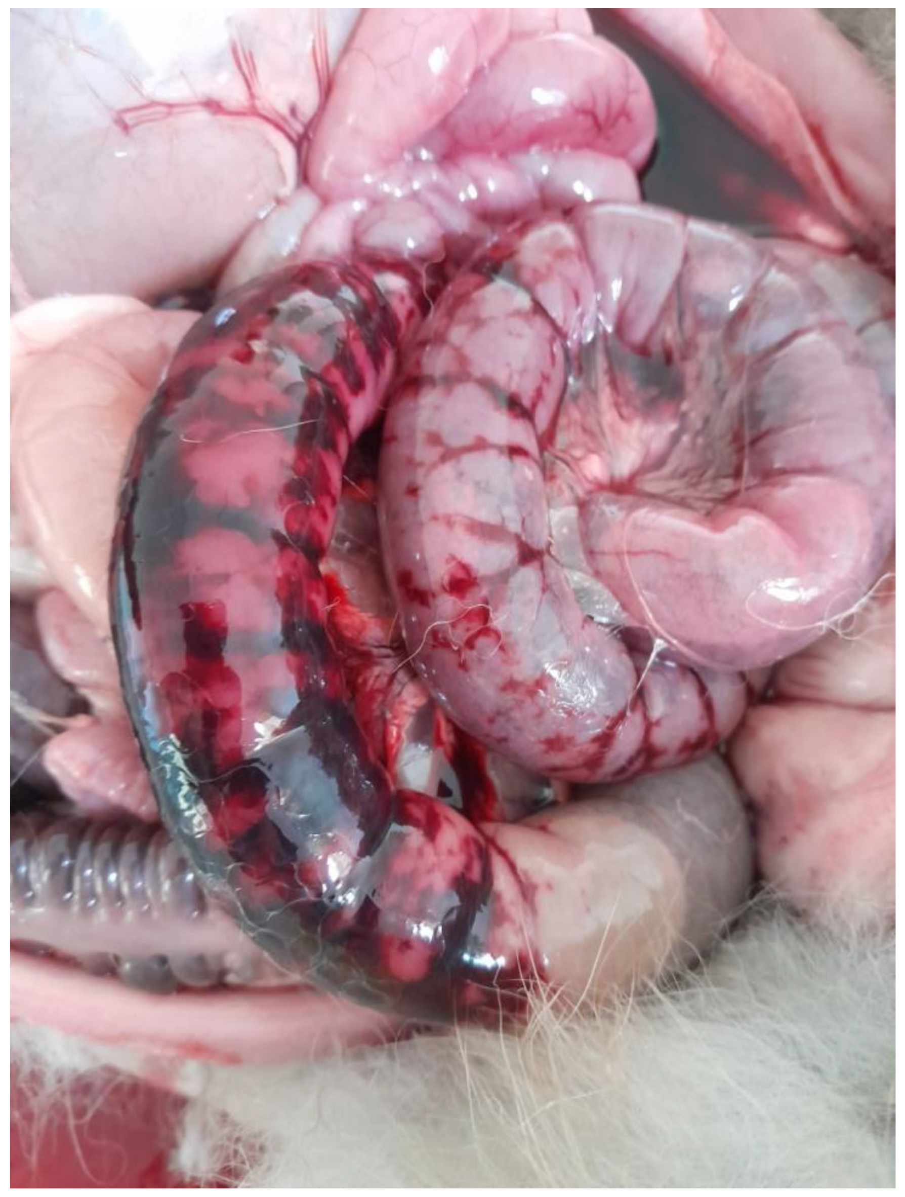 C. Diff In Rabbits Fatal Systemic Infection Caused by Multidrug-Resistant Clostridioides ...