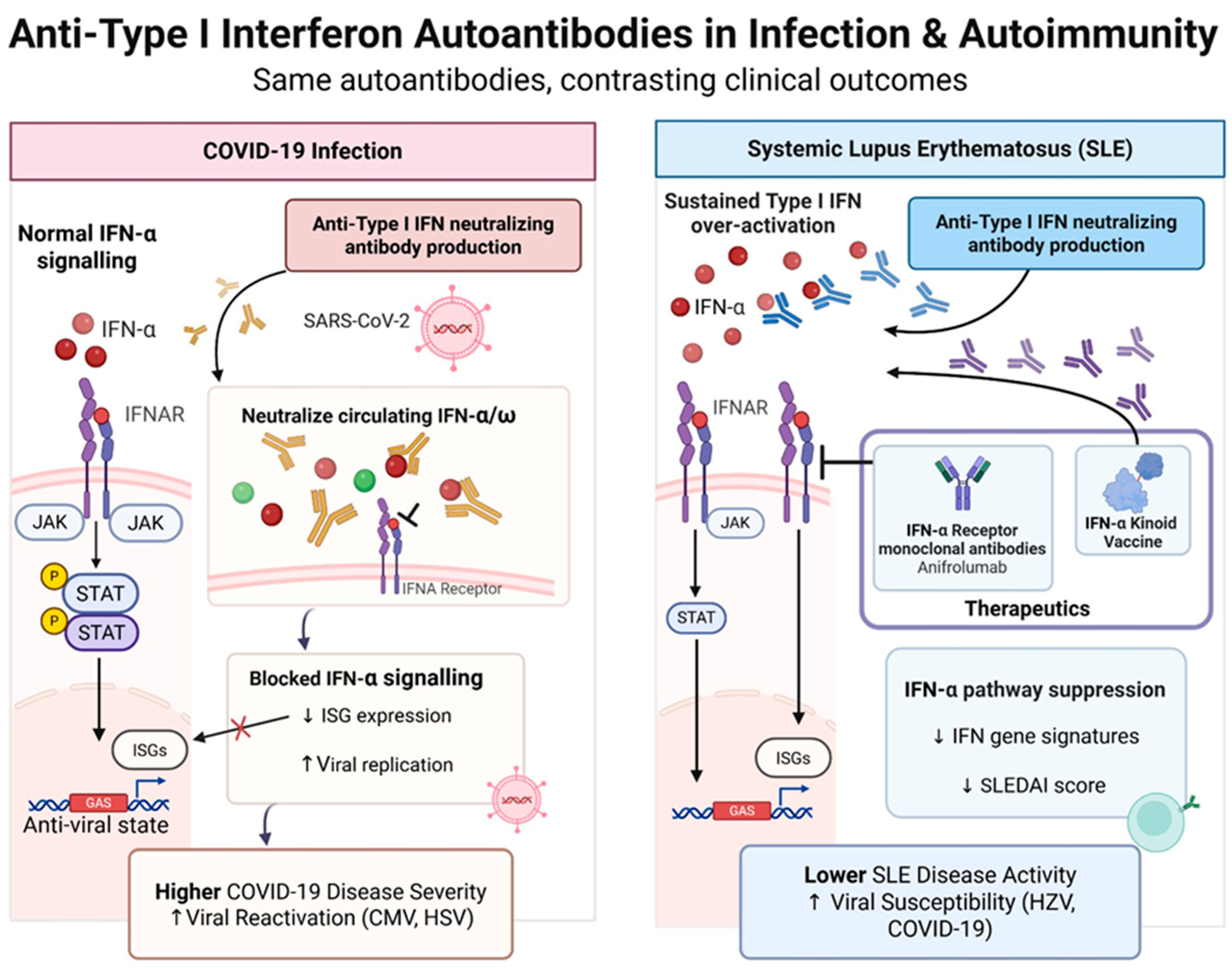 Anti-Type I Interferon Autoantibodies in COVID-19 and Systemic Lupus ...