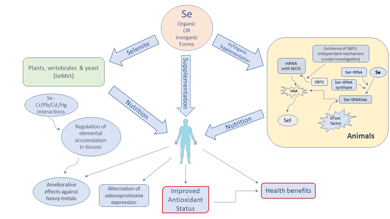 I. Introduction to Selenium's Antioxidant Defense Mechanisms