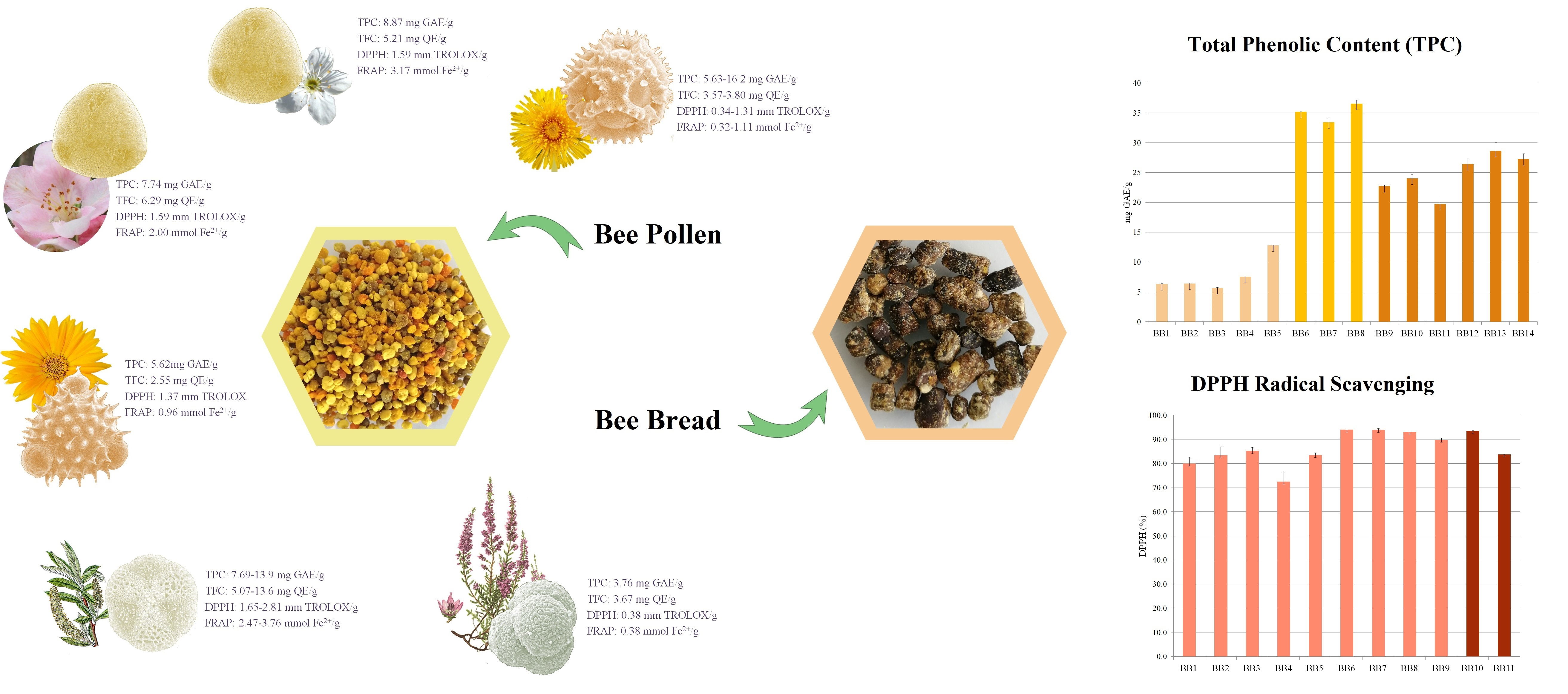Antioxidants Free Full-Text Bee Collected Pollen and Bee Bread Bioactive Constituents and Health Benefits