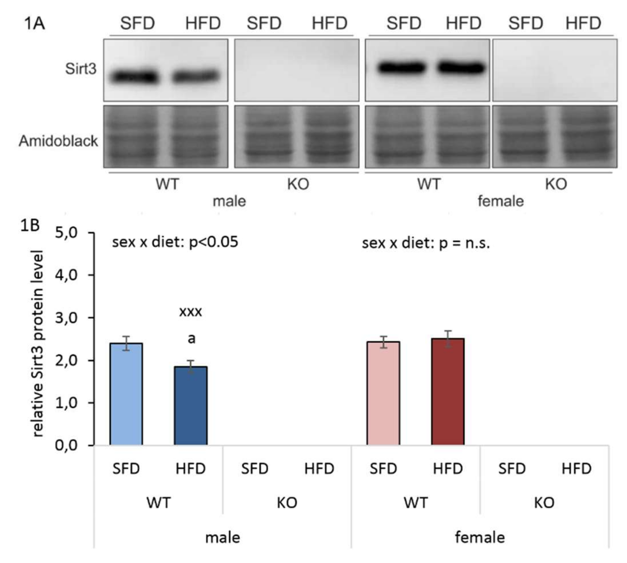Antioxidants Free Full-Text Role of Sirt3 in Differential Sex-Related Responses to a High-Fat Diet in Mice