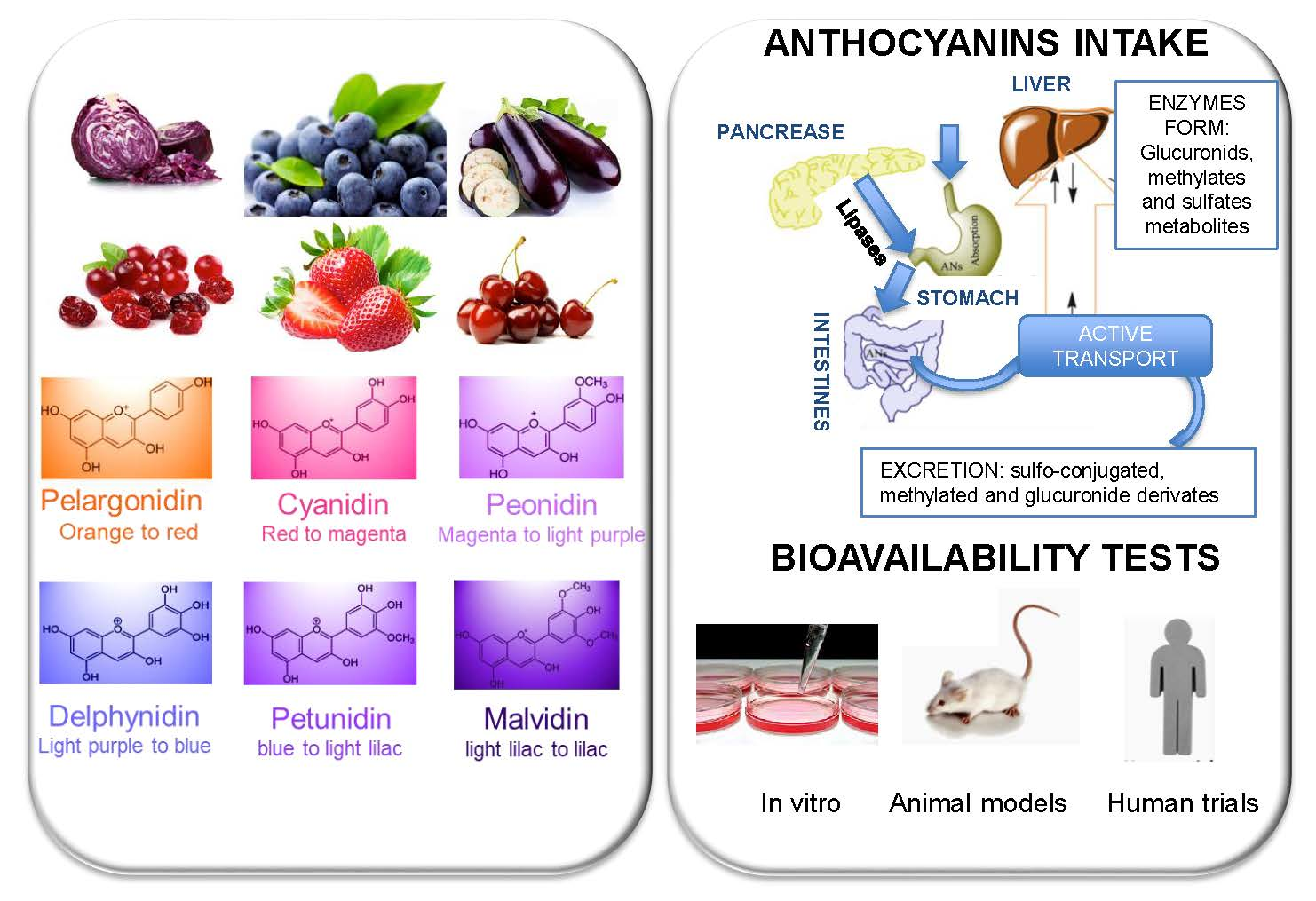 Anthocyanins and anti-aging properties