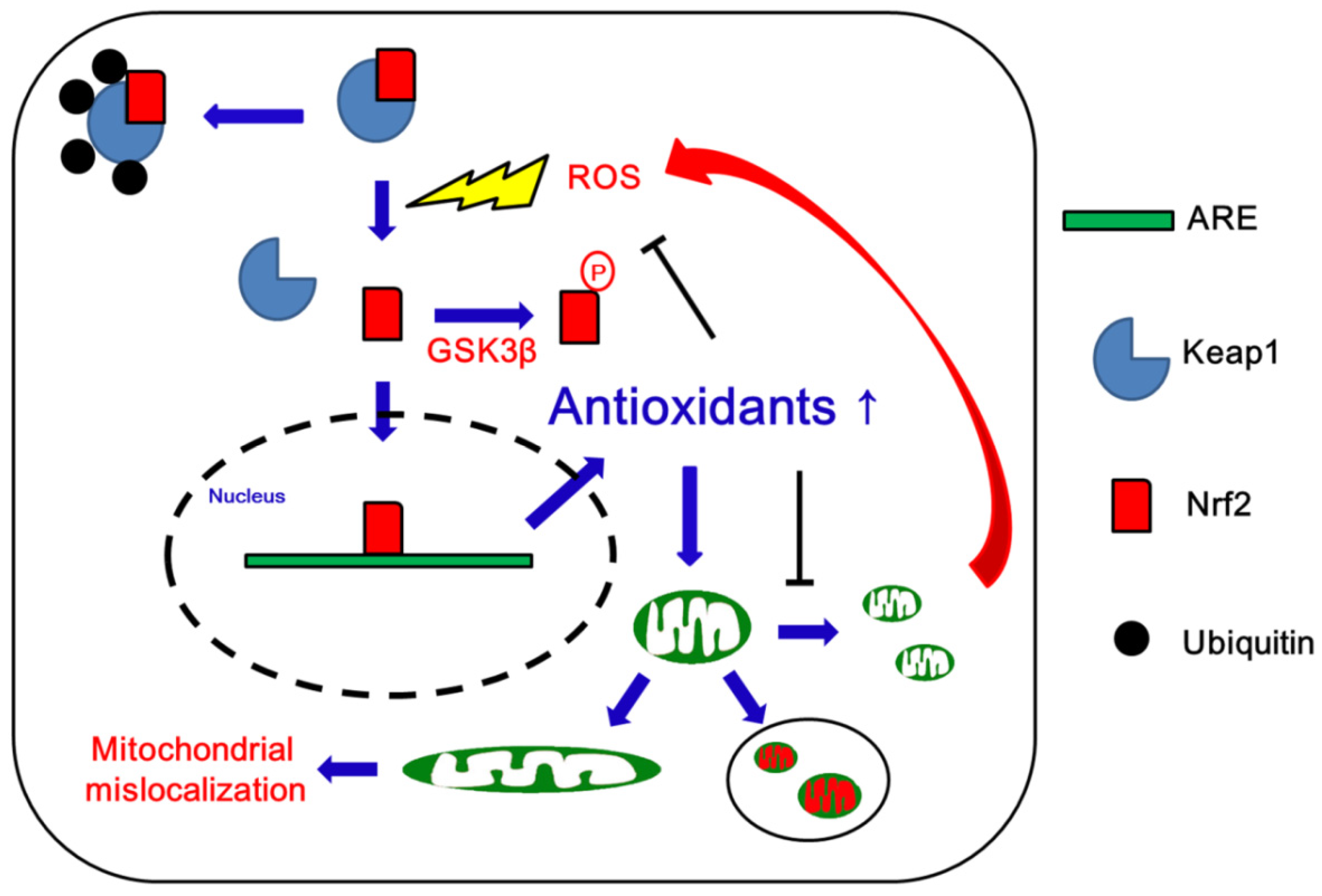 Antioxidants | Free Full-Text | Nuclear Factor-Erythroid 2-Related 
