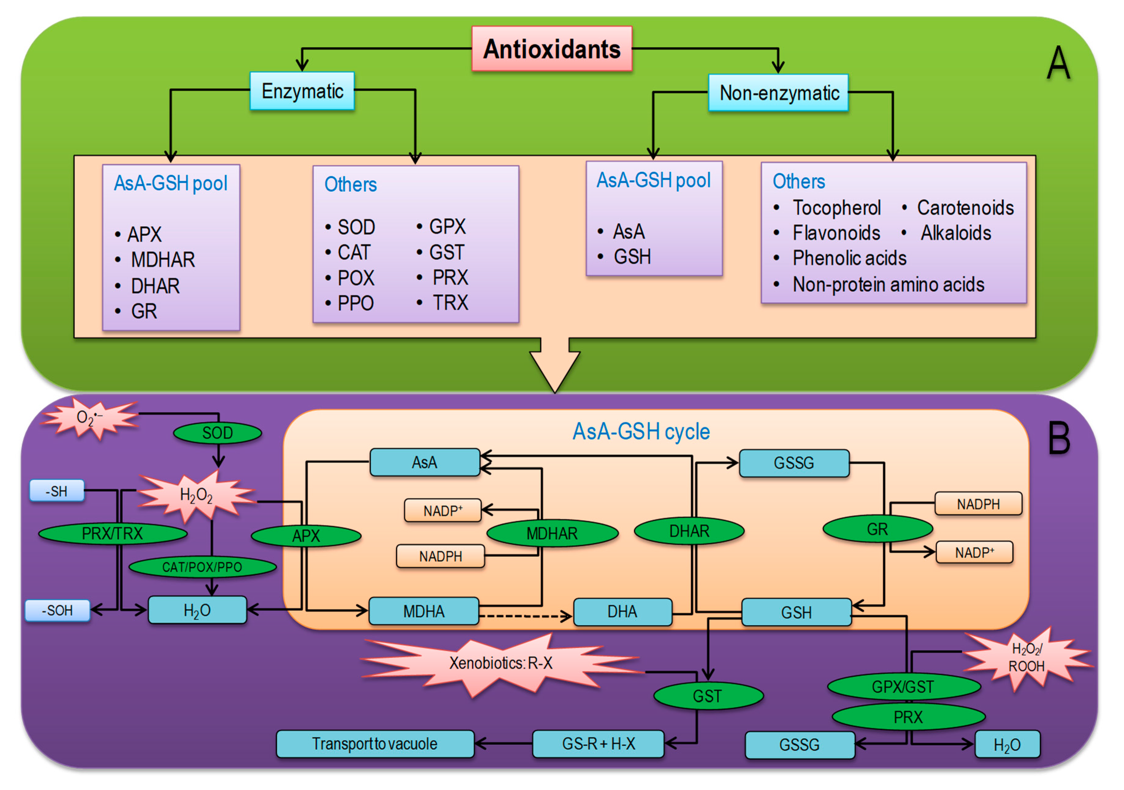 Frontiers  Nitric oxide, antioxidants and prooxidants in plant defence  responses