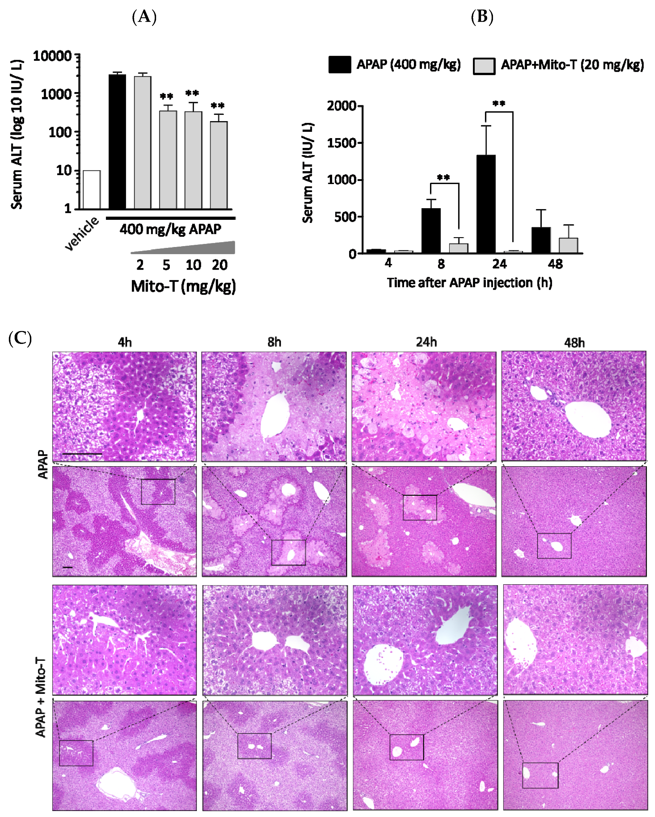 Antioxidants Free Full-Text The Late-Stage Protective Effect of Mito-TEMPO  against Acetaminophen-Induced Hepatotoxicity in Mouse and Three-Dimensional  Cell Culture Models