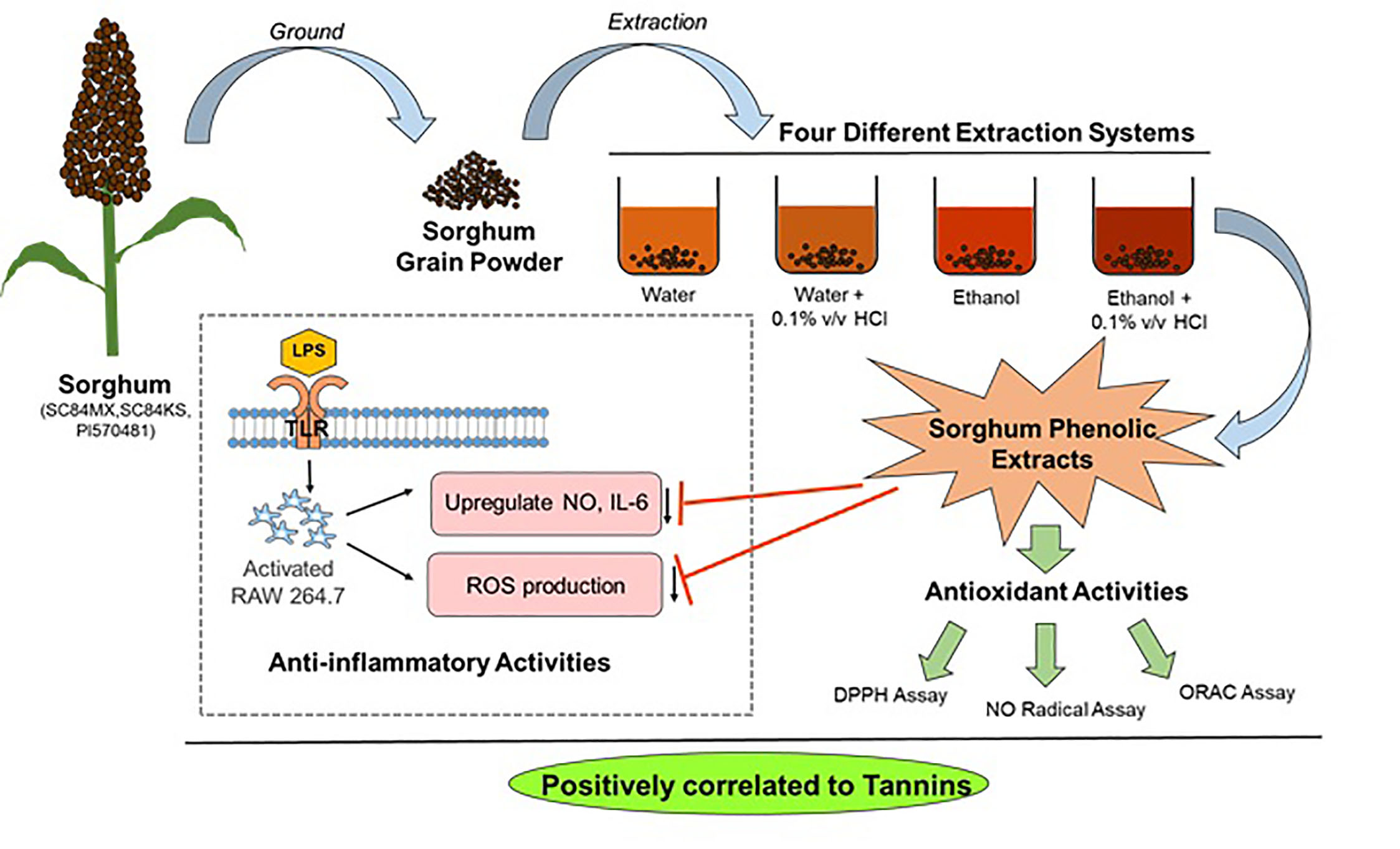 Lipid soluble antioxidant capacity, correspon- ding to the activity