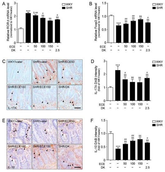 Antioxidants | Free Full-Text | Attenuating Effects of Dieckol on ...