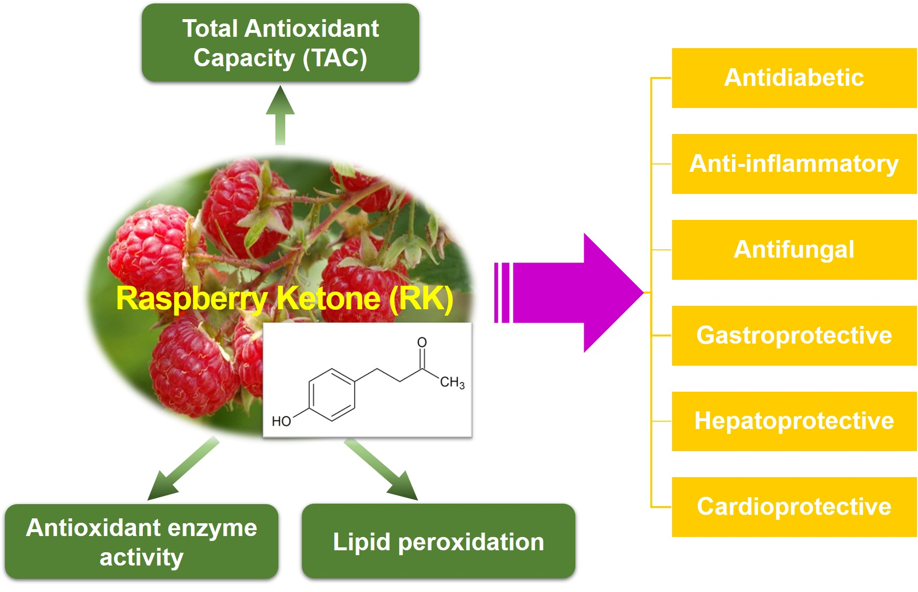 Raspberry ketones and anti-aging benefits