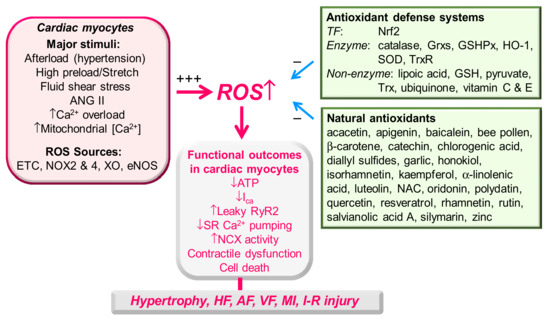 Antioxidants | Free Full-Text | Modulations of Cardiac Functions 