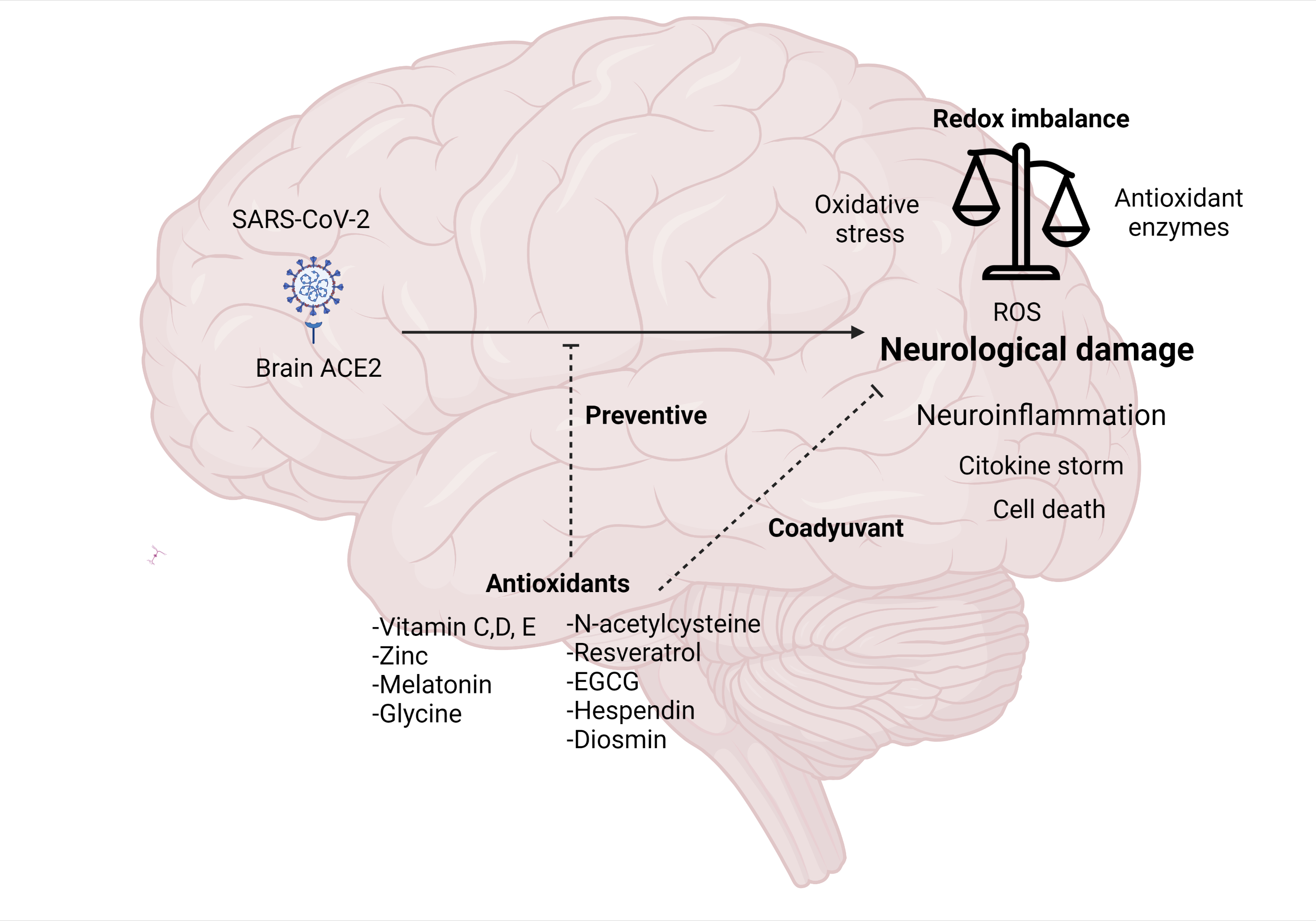 Antioxidant and brain function