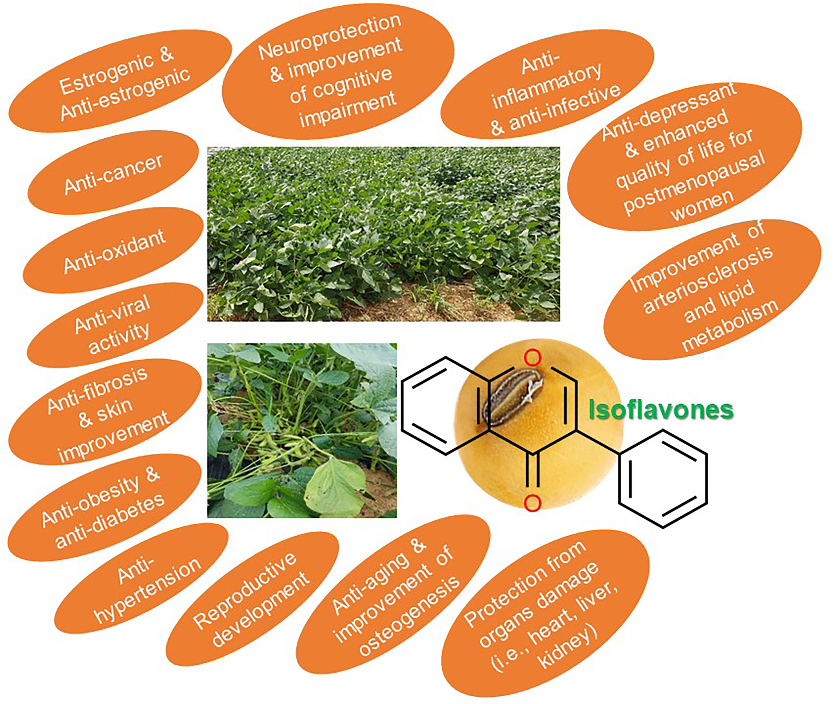 Antioxidants Free Full-Text Current Perspectives on the Beneficial Effects of Soybean Isoflavones and Their Metabolites for Humans