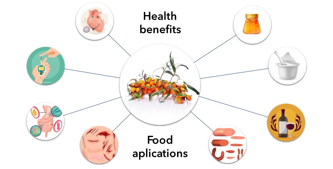 Benefits of Seabuckthorm Seed Oil Benefits of Seabuckthorm Seed Oil