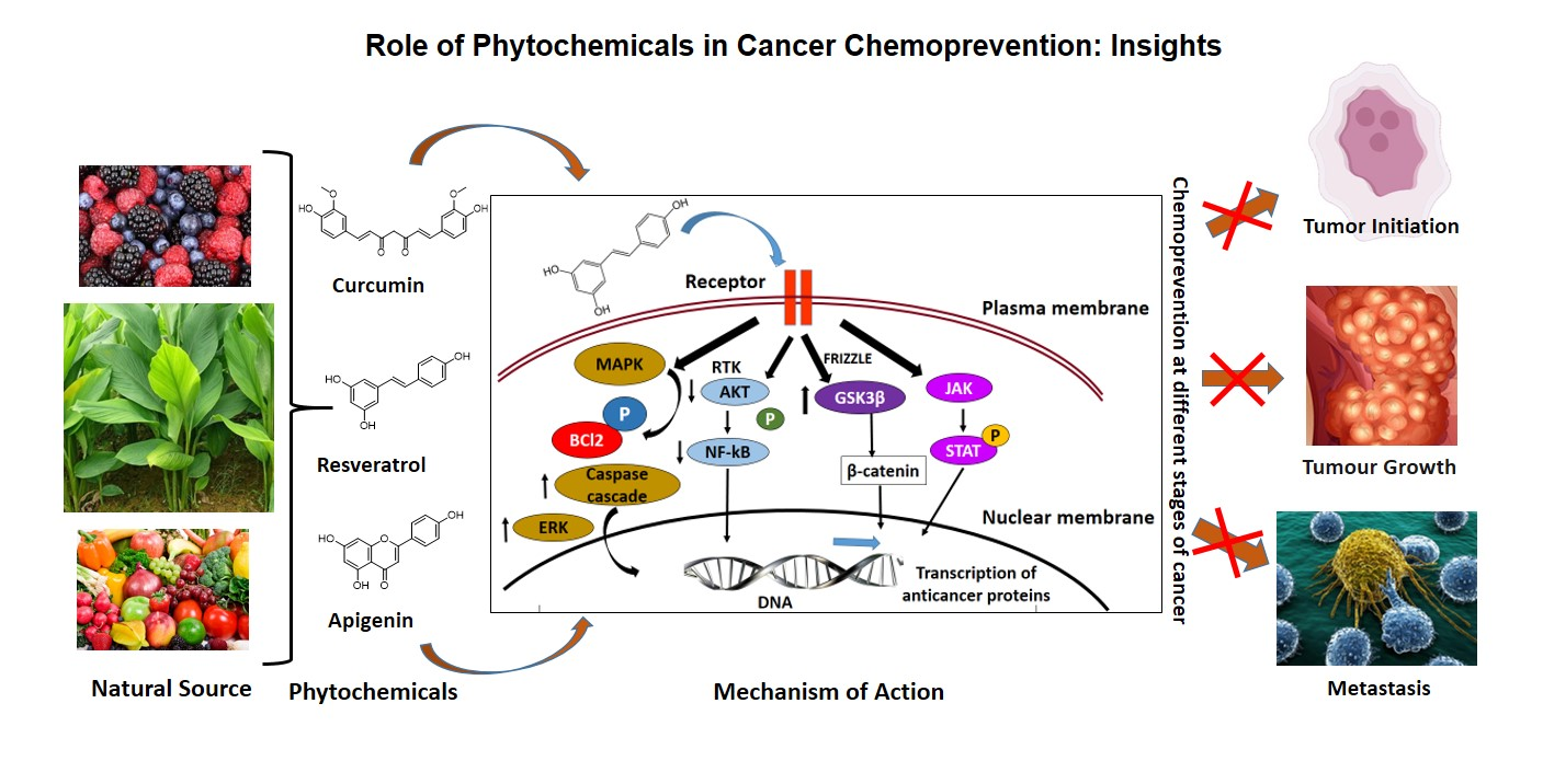 Plant-based therapies and phytochemicals