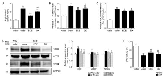 Antioxidants | Free Full-Text | Dieckol Reduces Muscle Atrophy by ...