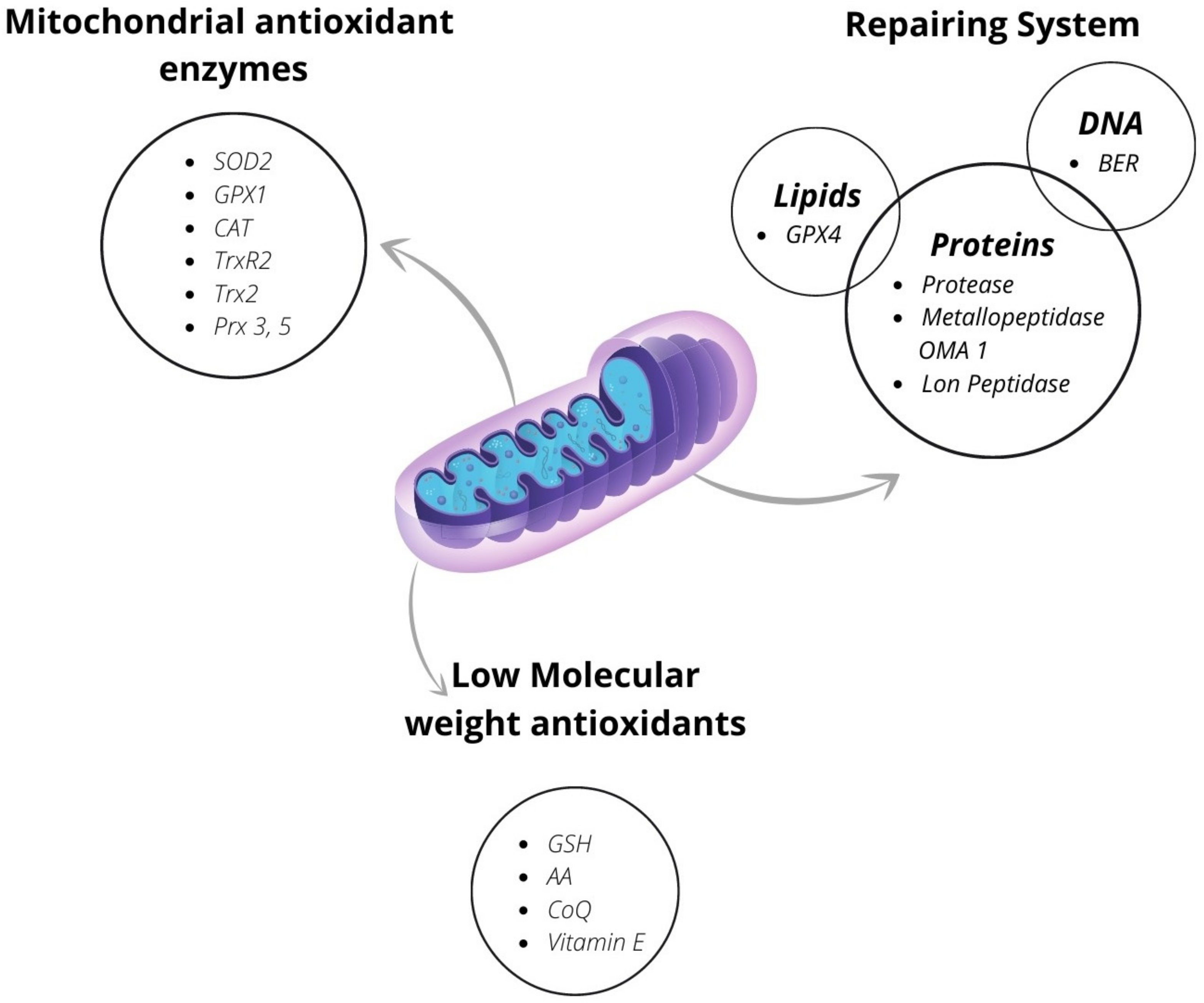 Mitochondrial peroxynitrite generation is mainly driven by superoxide  steady-state concentration rather than by nitric oxide steady-state  concentration - MedCrave online