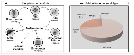 Iron recycling and distribution in the body. Body iron is