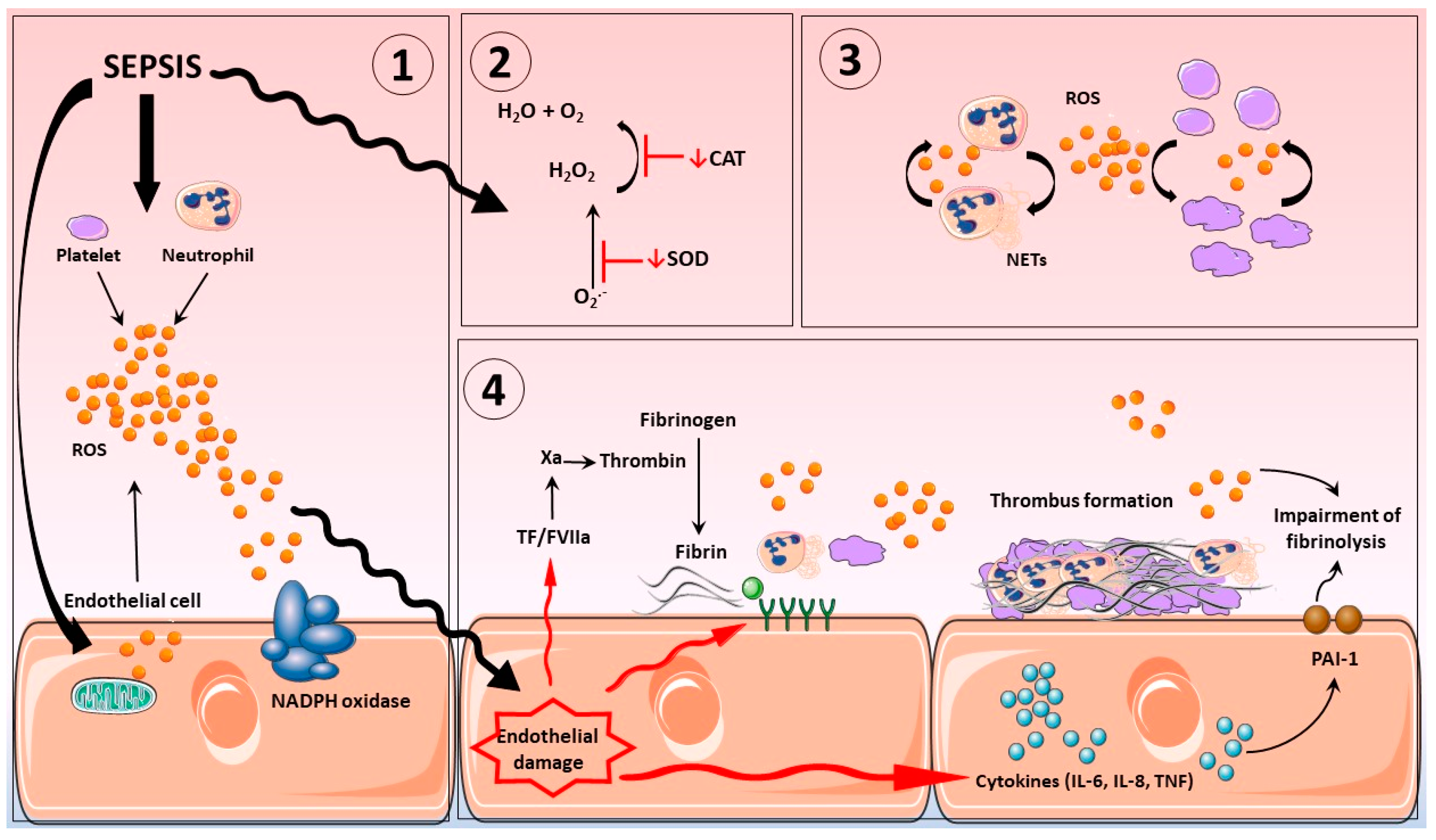 Antioxidants | Free Full-Text | Clotting Dysfunction in Sepsis: A 