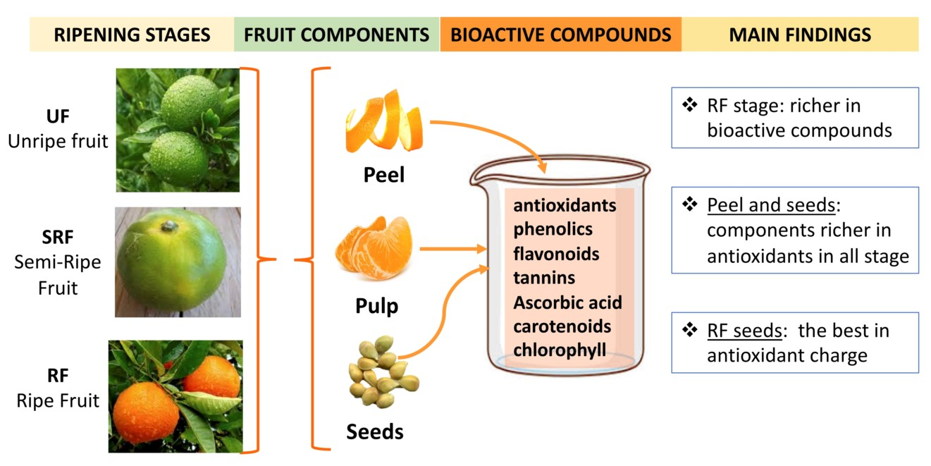 Antioxidant properties of citrus fruits