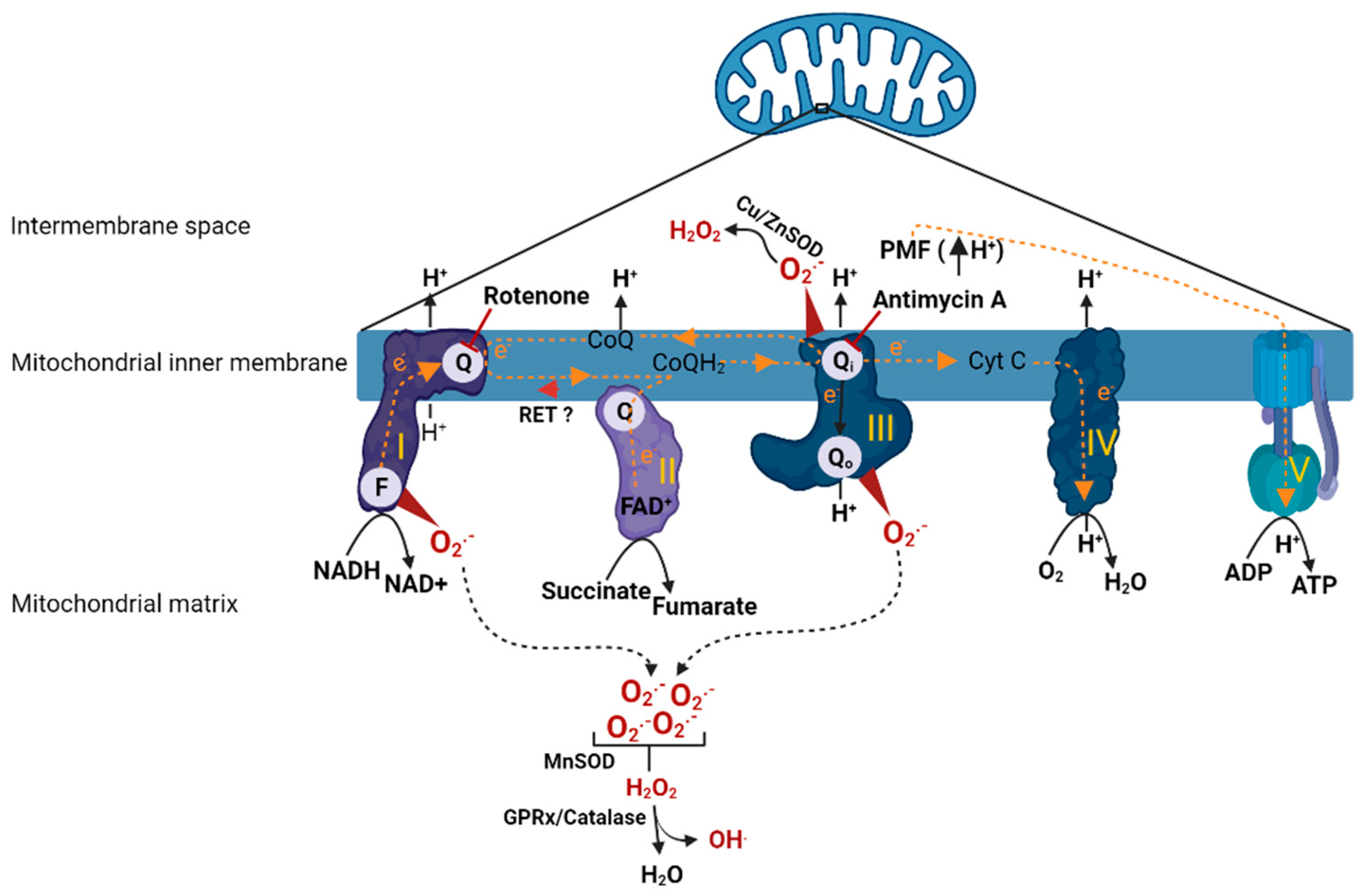 Antioxidants | Free Full-Text | Is Mitochondrial Oxidative Stress a Viable  Therapeutic Target in Preeclampsia?