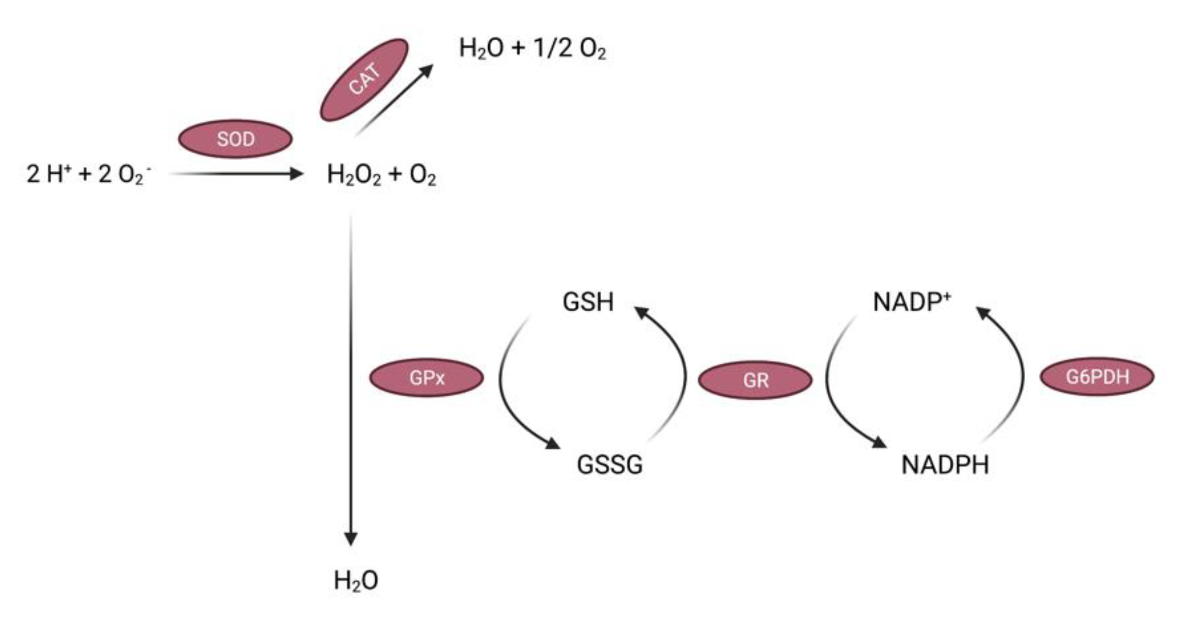Oxidative Stress: A Pathogenic Mechanism for Niemann-Pick Type C