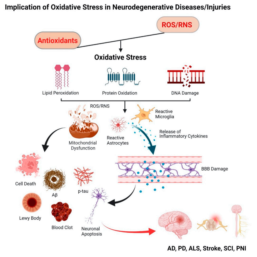 Antioxidants | Free Full-Text | Antioxidant Therapy in Oxidative  Stress-Induced Neurodegenerative Diseases: Role of Nanoparticle-Based Drug  Delivery Systems in Clinical Translation