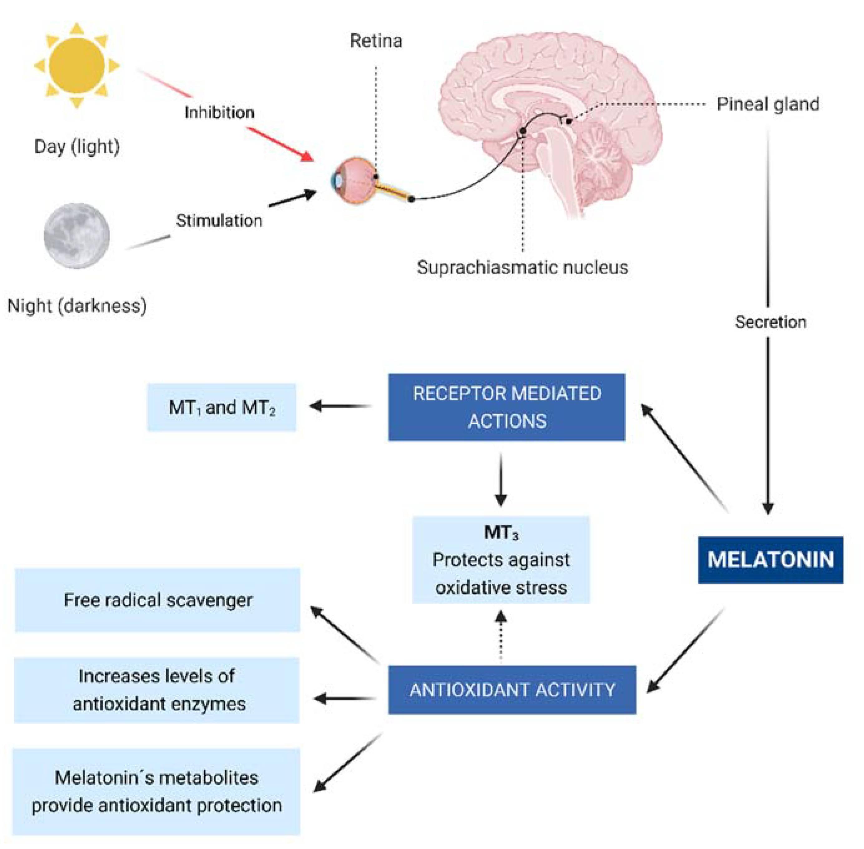 Role Of The Antioxidant Activity Of Melatonin In Myocardial Ischemia Role Of The Antioxidant Activity Of Melatonin In Myocardial Ischemia