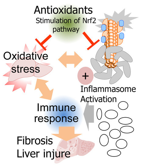 Antioxidants | Free Full-Text | NLRP3 Inflammasome and Pyroptosis 