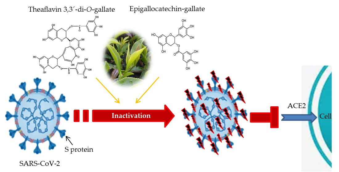 Investigation of the Azorean Camellia sinensis Processing ... Investigation of the Azorean Camellia sinensis Processing ...