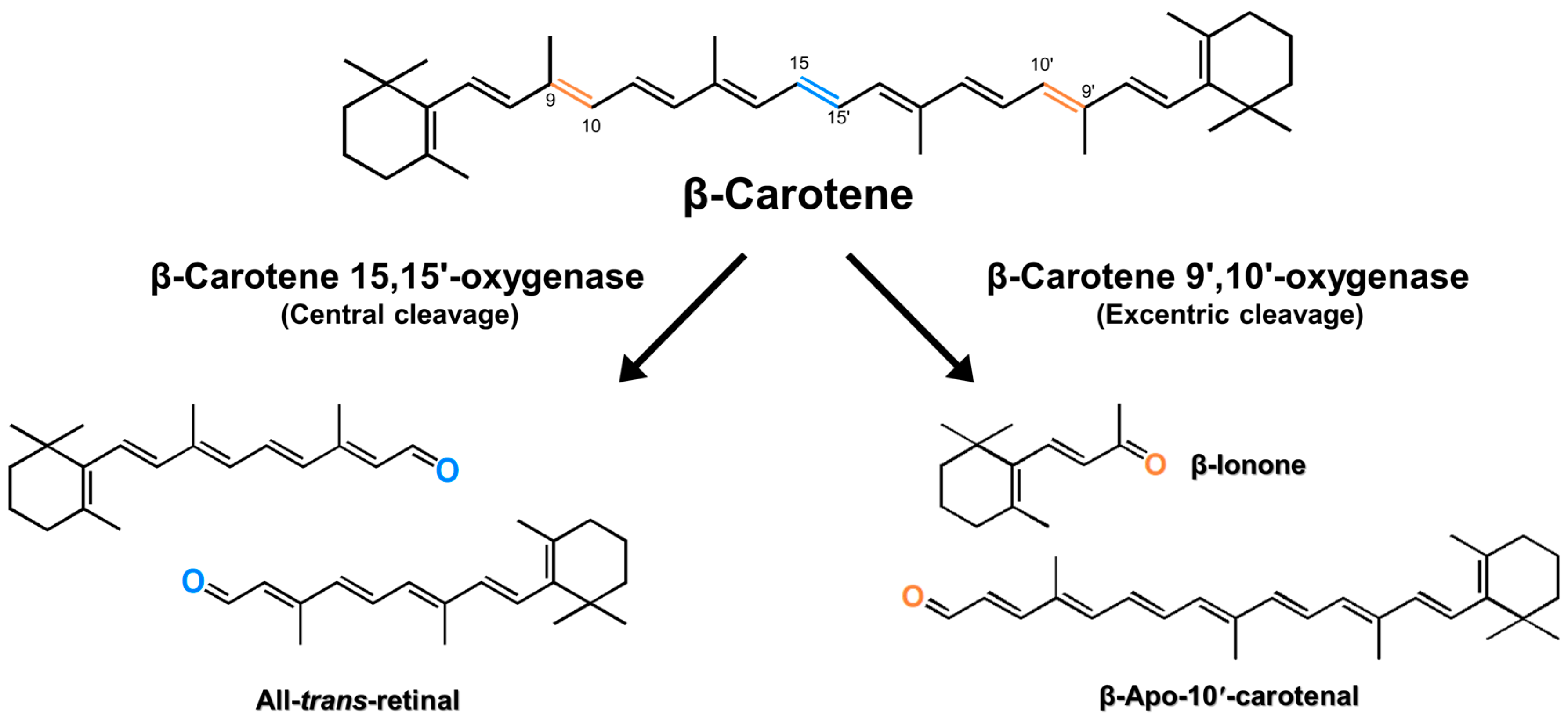 Antioxidants | Free Molecular Properties of &beta;-Carotene and Their in Industrial Production of Vitamin A and Its Derivatives
