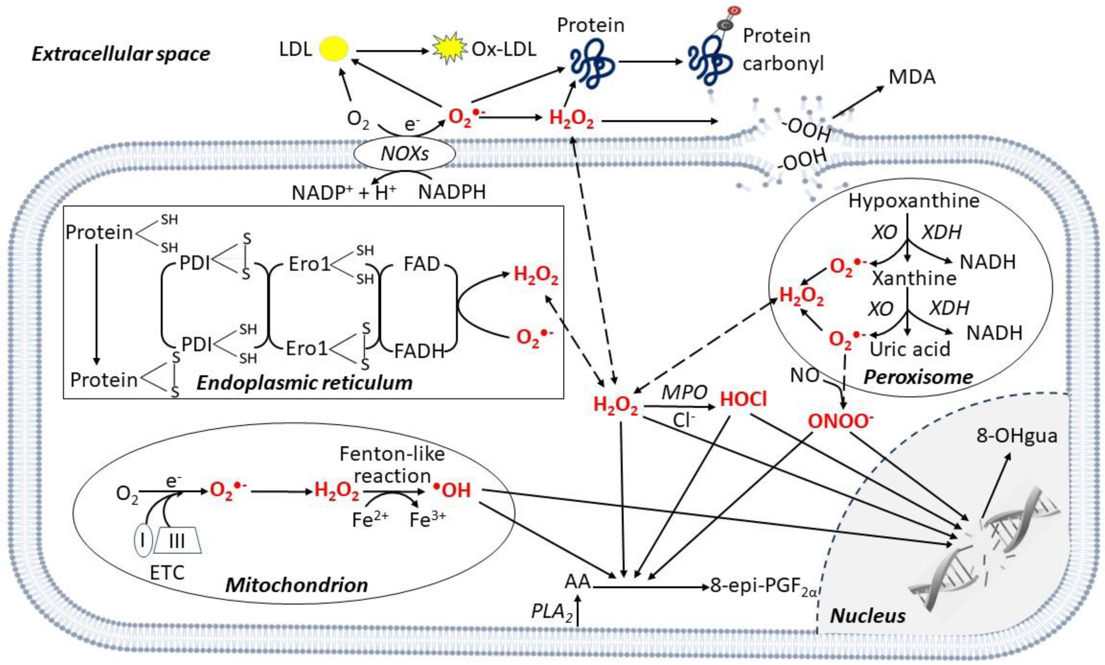 Antioxidants | Free Full-Text | Role of Oxidative Stress in the 