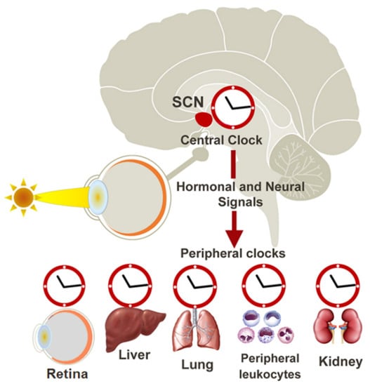 Antioxidants | Free Full-Text | Redox Homeostasis in Ocular