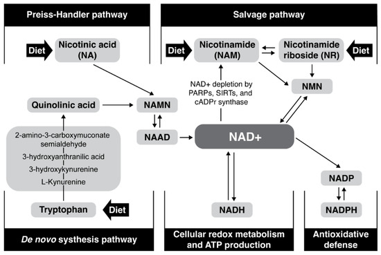 Antioxidants | Free Full-Text | Current Uncertainties and Future 