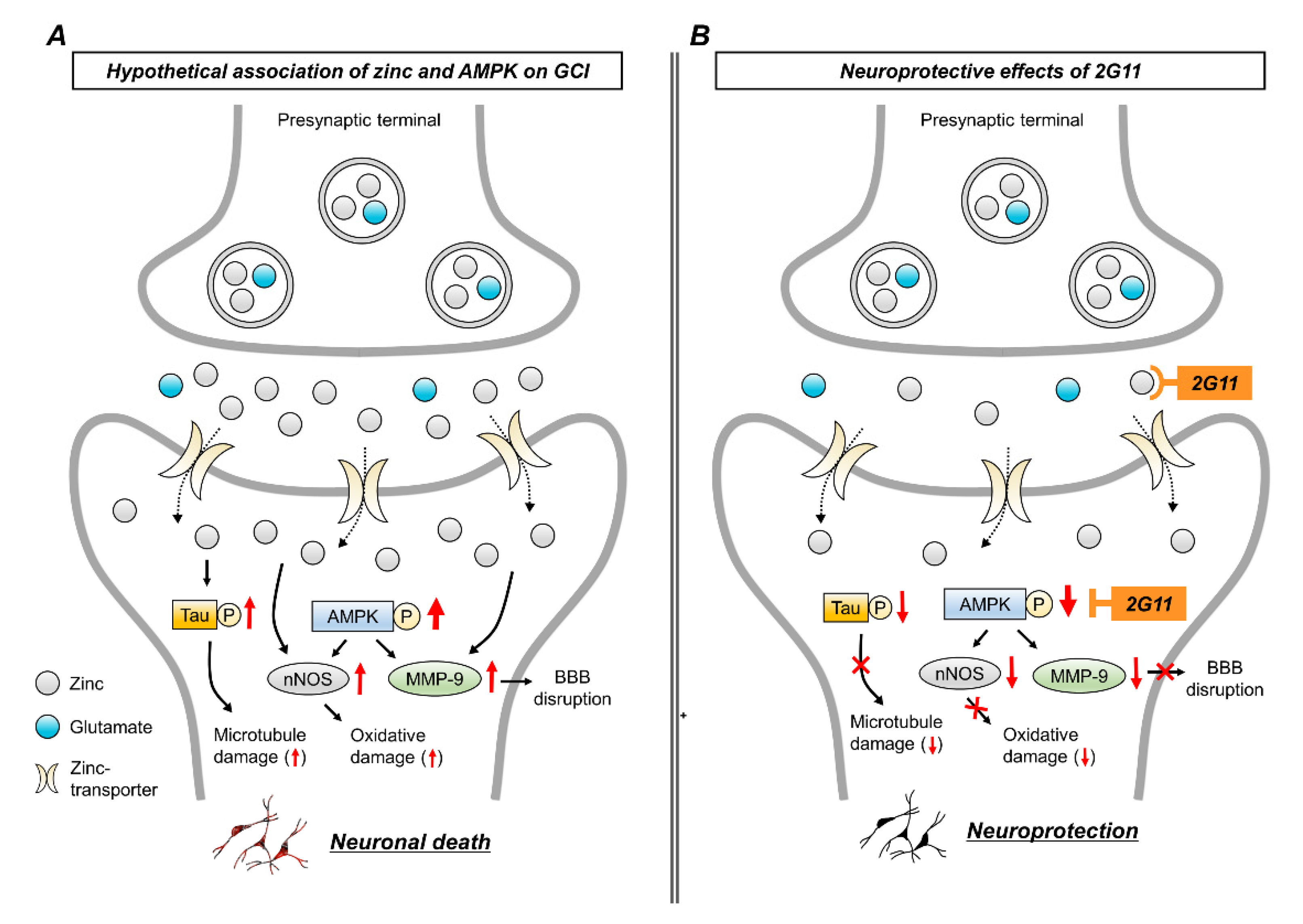 Antioxidants | Free Full-Text | The Inhibition of Zinc