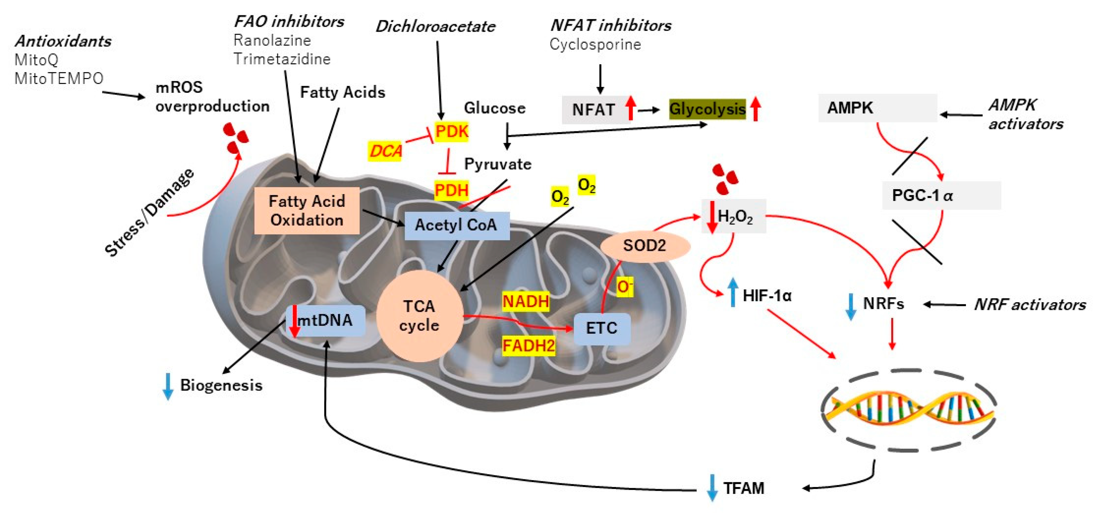 Antioxidants | Free Full-Text | Mitochondrial Dysfunction in Pulmonary ...