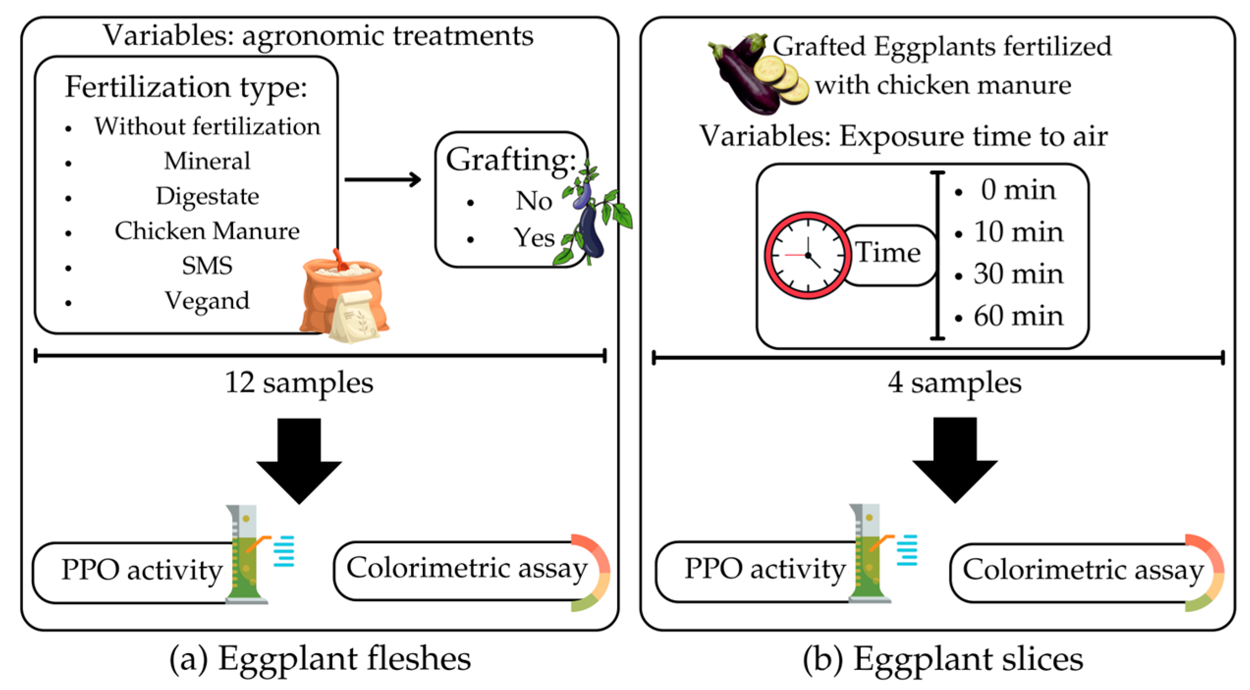 Impact Of Agronomic Treatments On The Enzymatic Browning Of Eggplants Impact Of Agronomic Treatments On The Enzymatic Browning Of Eggplants