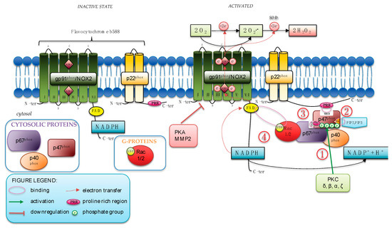 Antioxidants | Free Full-Text | Structure, Activation, and Regulation ...