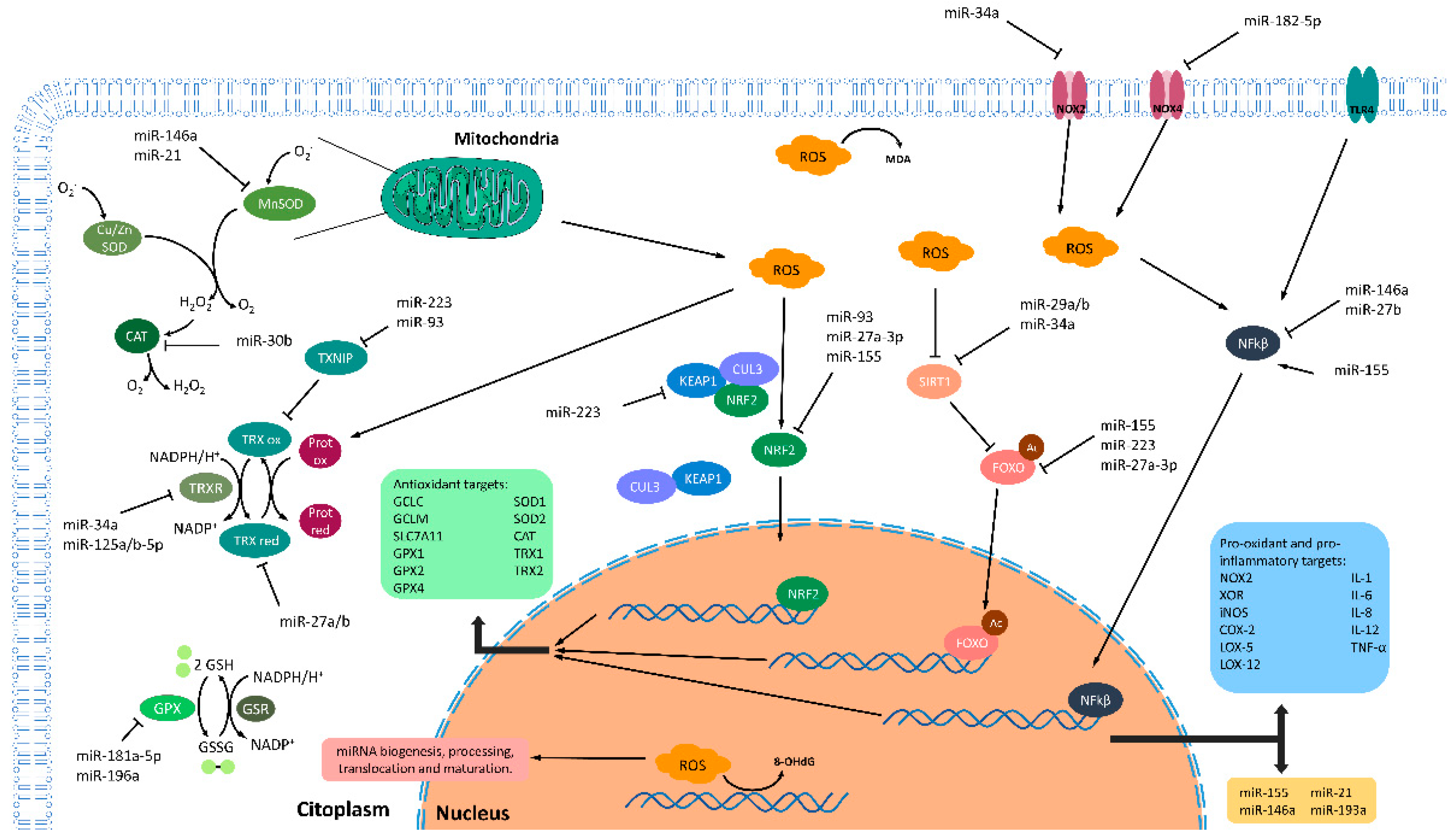 Antioxidants | Free Full-Text | Oxidative Stress and Epigenetics: miRNA ...